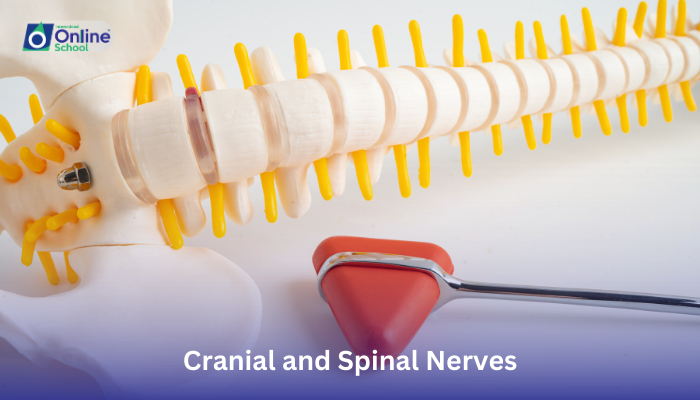 Lesson 20: Cranial and Spinal Nerves